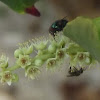 Stingless bee (trigona probably)