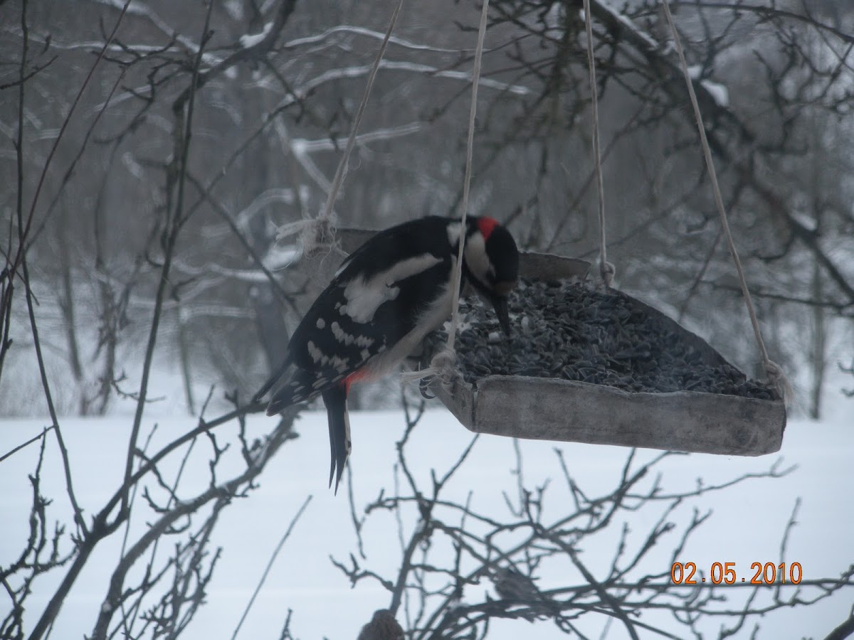 Great Spotted Woodpecker/Greater Spotted Woodpecker