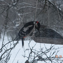 Great Spotted Woodpecker/Greater Spotted Woodpecker