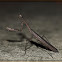 Andaman Praying Mantis