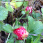 Wild (Woodland) Strawberry