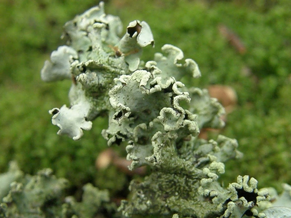 Hooded Tube-lichen?