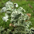 Hooded Tube-lichen?