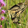 Eastern Giant Swallowtail butterfly