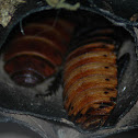 Madagascar Hissing Cockroach