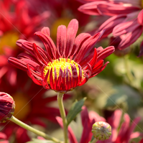 by Ravi Kashyap - Flowers Flowers in the Wild