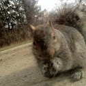 Eastern Grey Squirrel