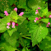 Purple deadnettle