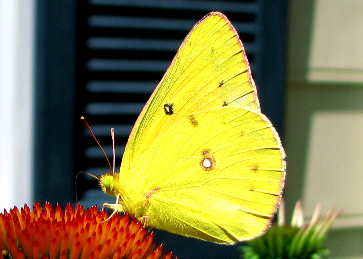 Lively Clouded Sulphur