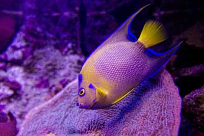 The Aquarium at Xcaret Park, south of Cancun, Mexico. 