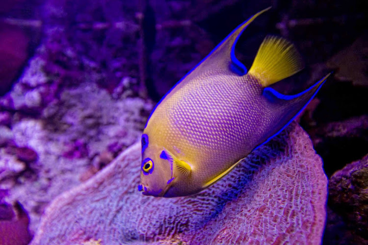 The Aquarium at Xcaret Park, south of Cancun, Mexico. 