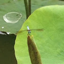 Blue Dasher