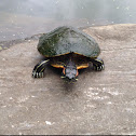 Red-eared Slider