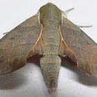 Virginia Creeper Sphinx Moth