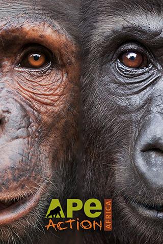 Ape Action Africa