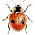 Lieveheersbeestjes in NL en BE logo