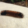 Woolly Banded Caterpillar