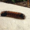 Woolly Banded Caterpillar