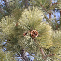 Ponderosa Pine cones