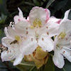 Wild rhododendron