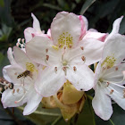 Wild rhododendron