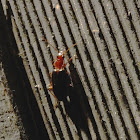 Colorful foliage ground beetle