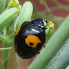 Melanic Asian Ladybug