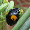 Melanic Asian Ladybug