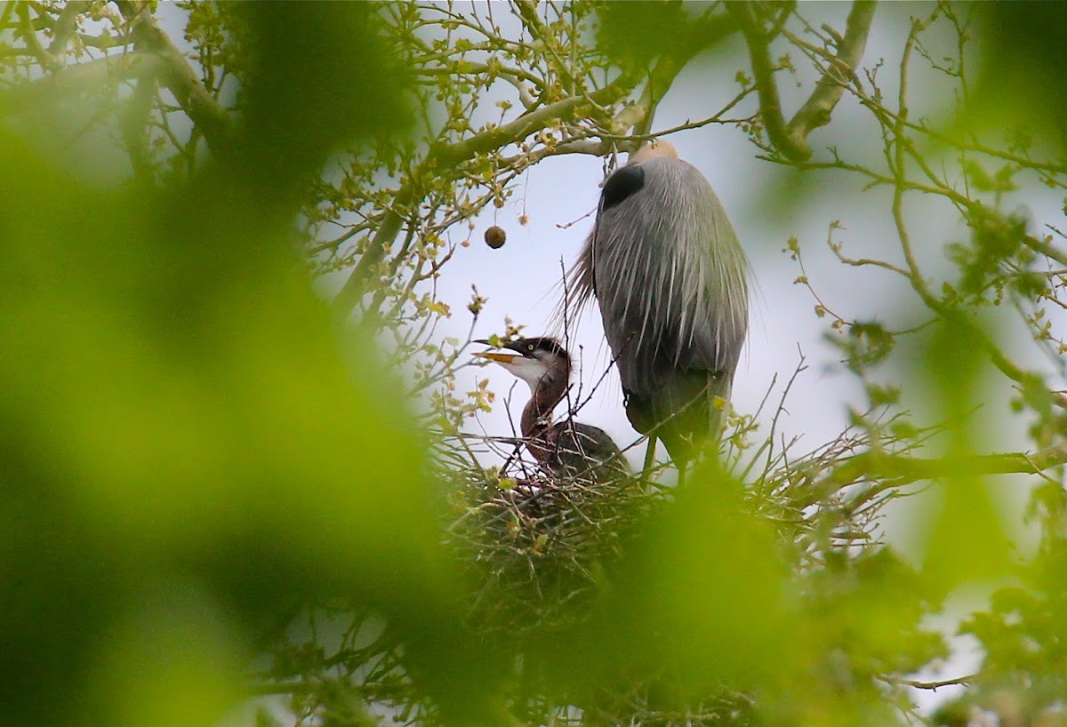Great Blue Heron (chick)