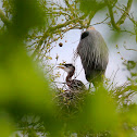Great Blue Heron (chick)