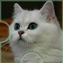 Cats. Jigsaw Puzzle