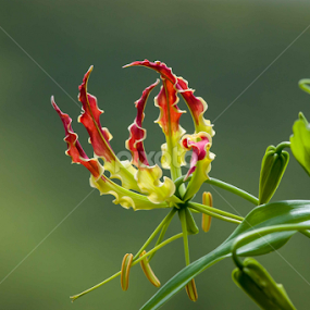 by Sanjay Nagaonkar - Flowers Flowers in the Wild