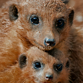 by Shelly Wetzel - Animals Other Mammals