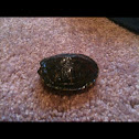 Red eared slider