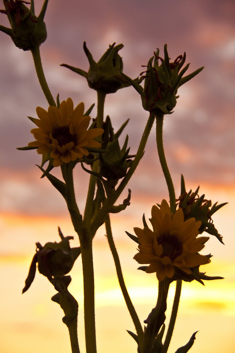 Compass Plant