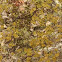 Pea green lichen