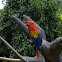 Scarlet macaw - Ara scarlatta