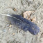 Crow feather