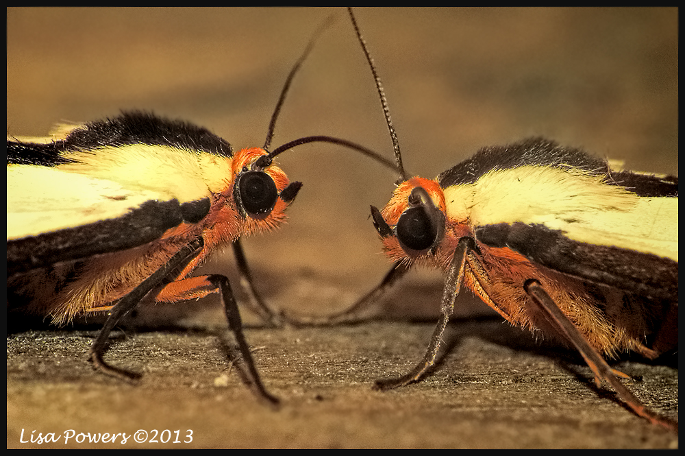Clymene Moth