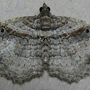 Bent-line Carpet Moth