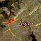 A Short Horned Grasshopper