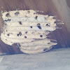organ pipe mud dauber nest