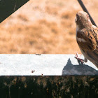 Sindh Sparrow