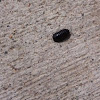 Woodlouse (Roly-Poly; Pill Bug)