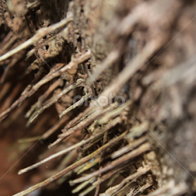 termakan usia by Aswin Kep - Artistic Objects Other Objects