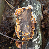 False turkey tail