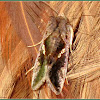 Green Garden Looper Moth