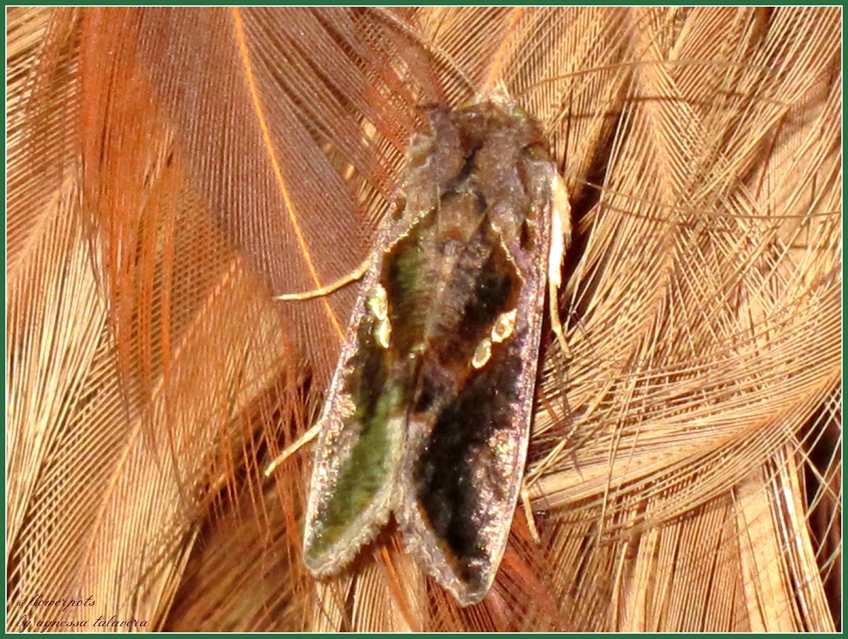 Green Garden Looper Moth