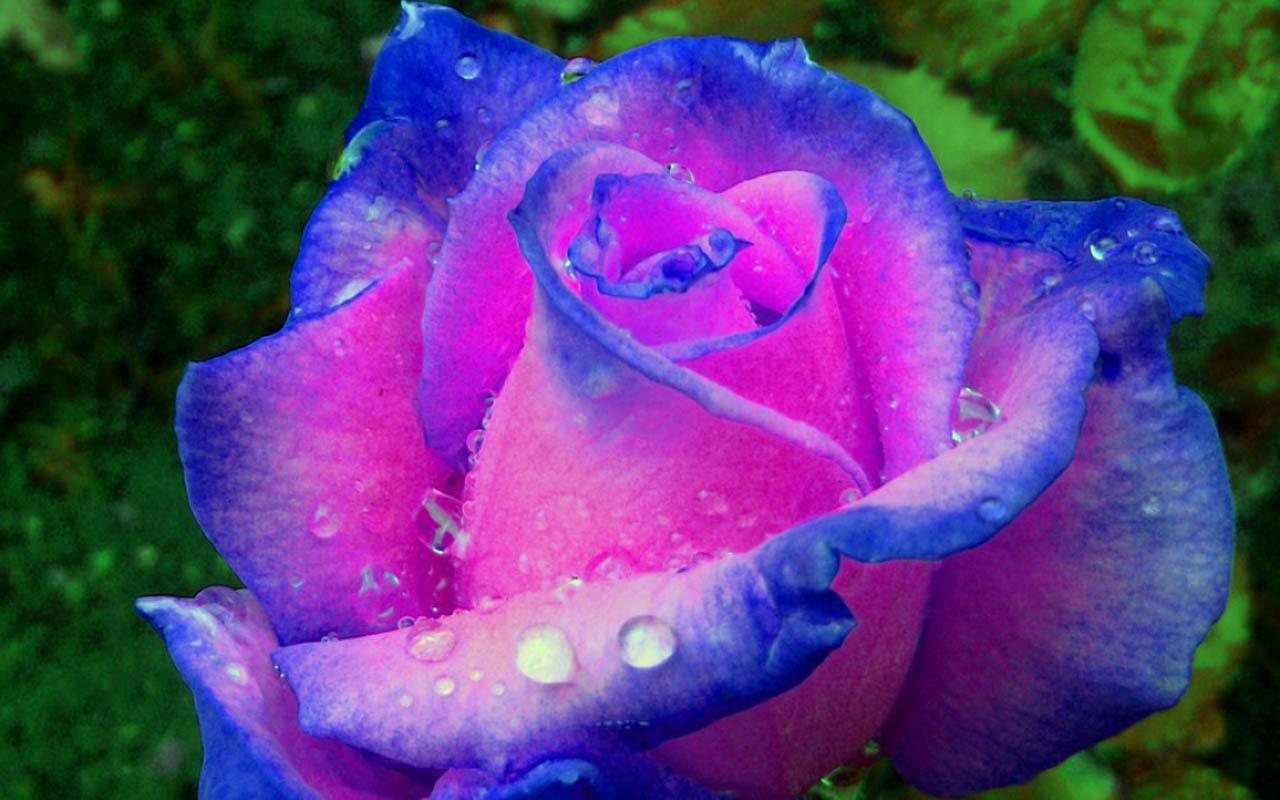 3D Rose Live Wallpaper Android Apps On Google Play