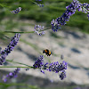 white-tailed bumblebee